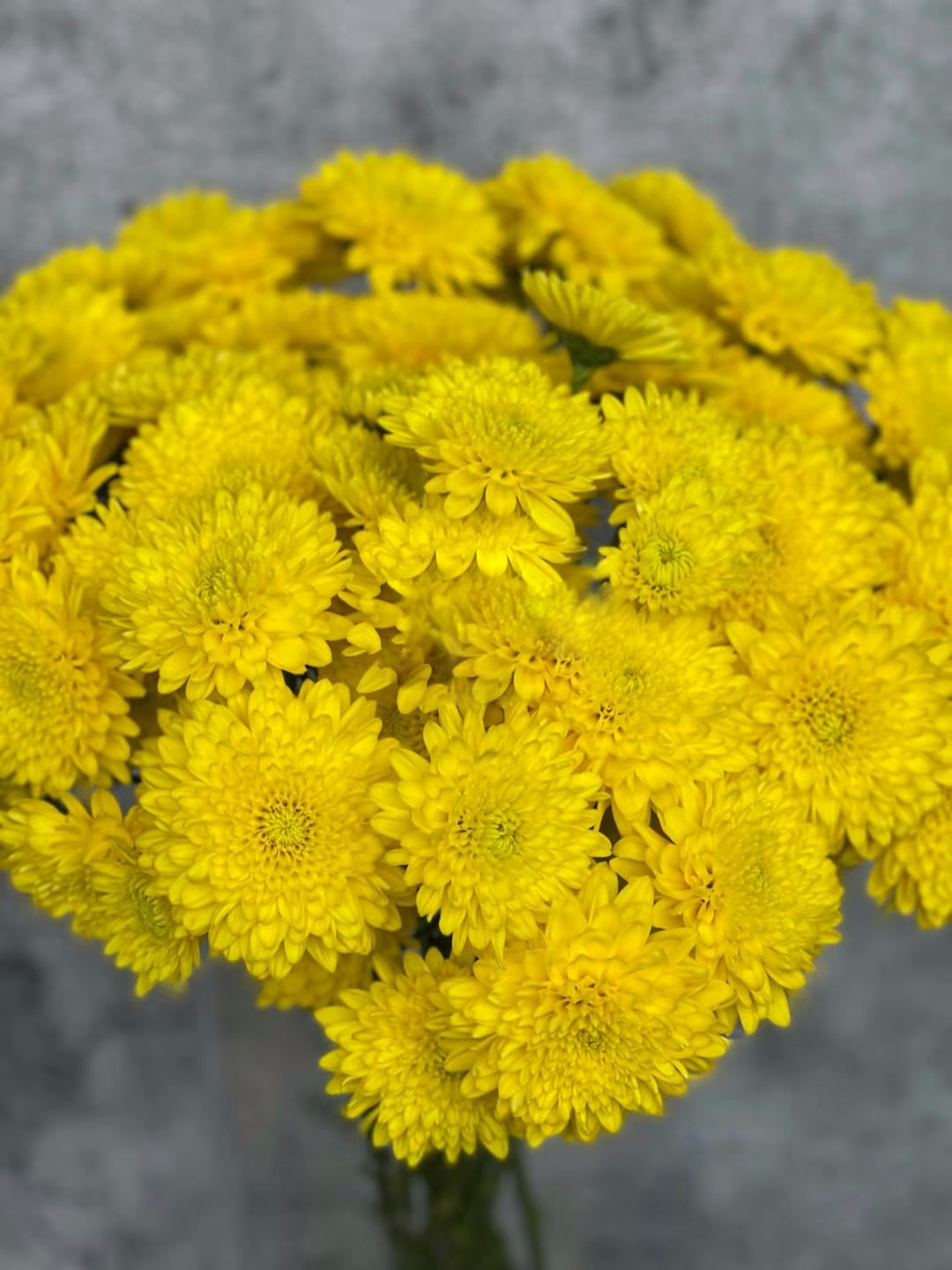 金沙小雏菊一把（8到10支）     云南基地鲜花   家养    水养