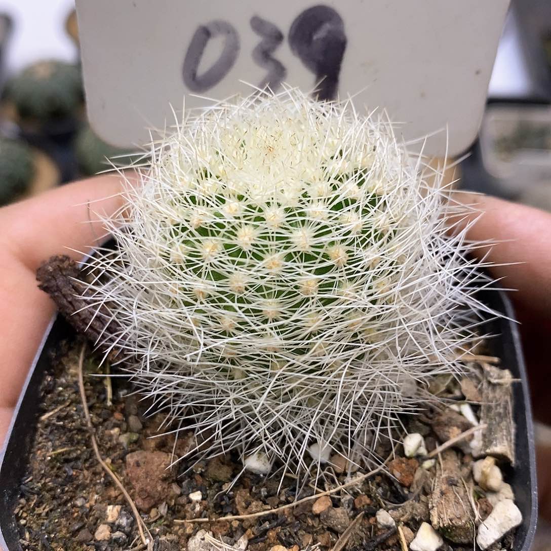 开播特价来了福利多多