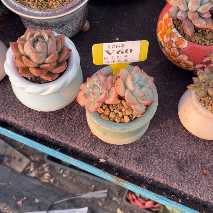 多****多多肉植物11111泡芙111111