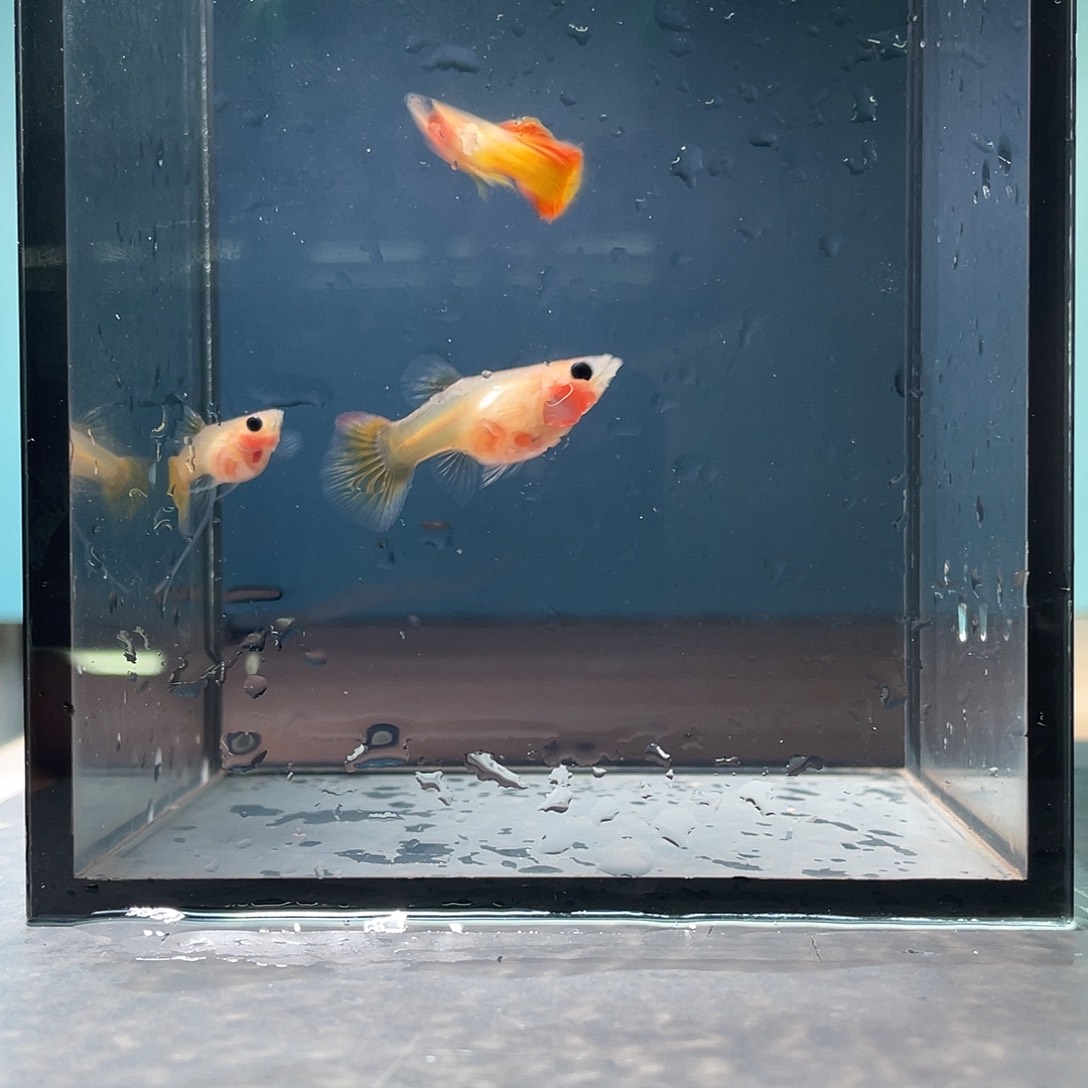 孔雀鱼黄金大c一对短母带胎