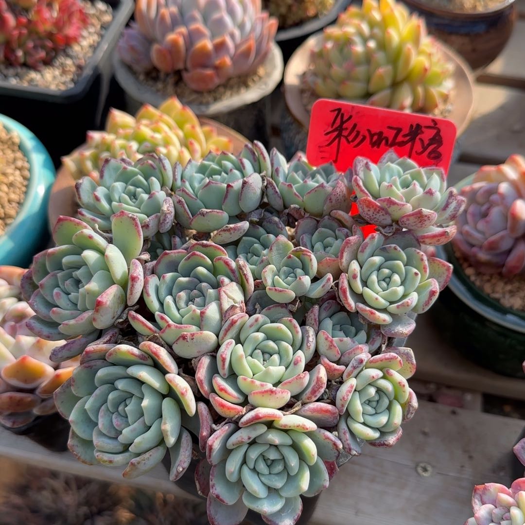 千山雪老桩五十包邮