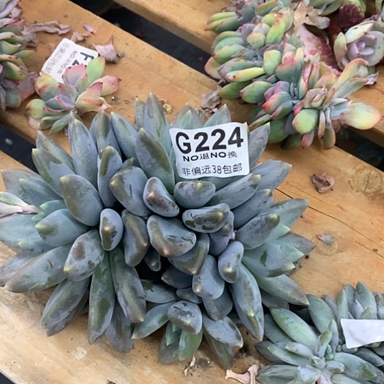 胖体哥特朵朵没有根224 亏本处理退款拉黑7-8天发货