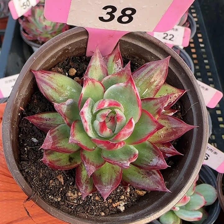 38 惊鸿仙子多肉植物6-9cm