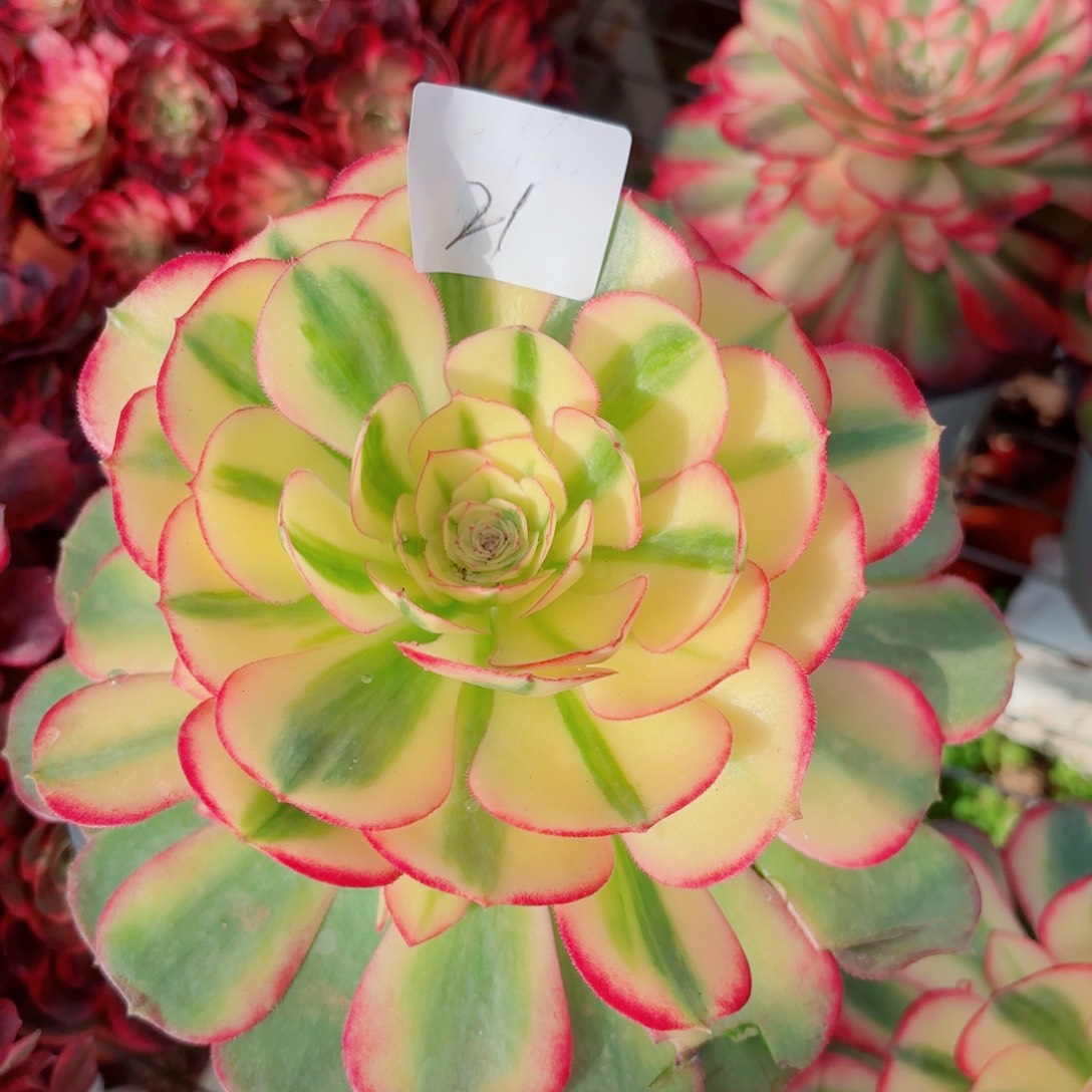 一物一拍多肉法师21