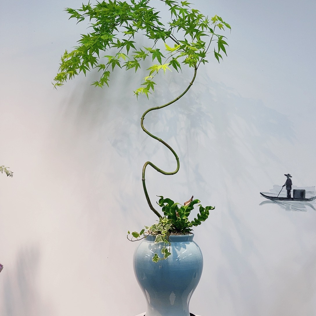 高端绿植一物一拍