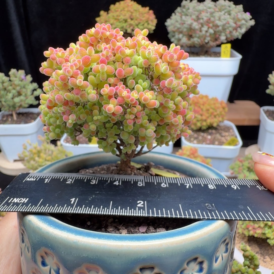 a23号蜜橘冠服7厘米左右带盆发