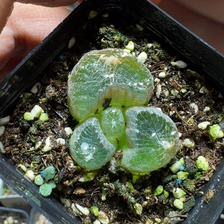 651玉翡翠带盆发货