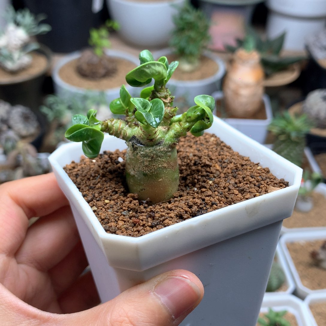 羊角沙漠玫瑰带盆多肉