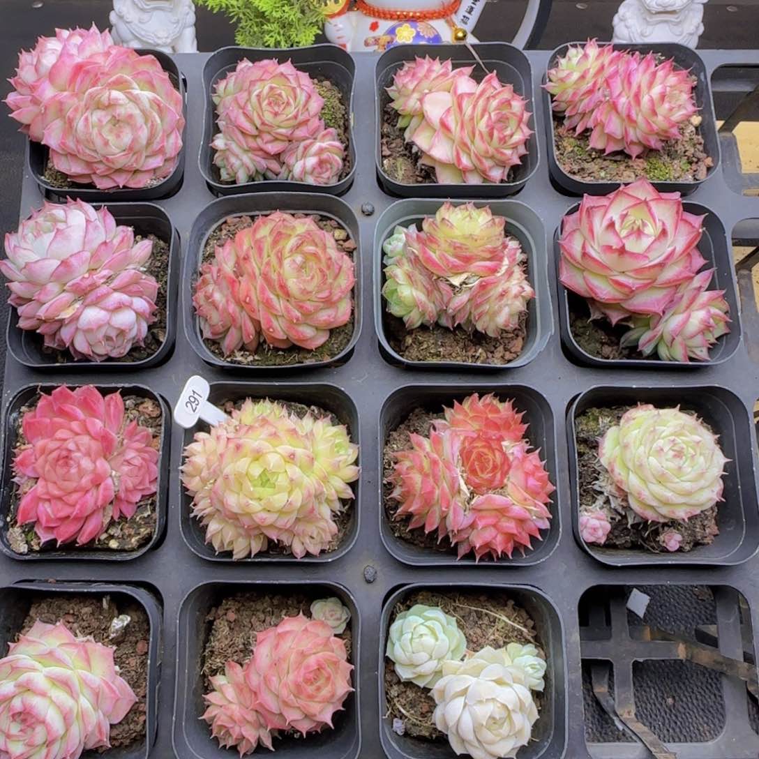 云*七女王麦秆精控15颗优选