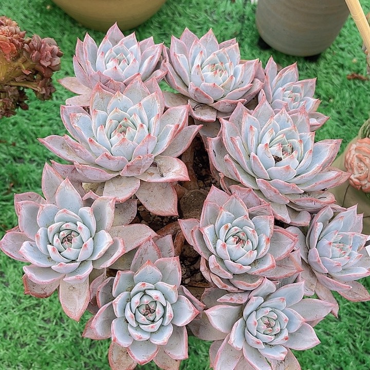 粉蓝鸟07197多肉植物