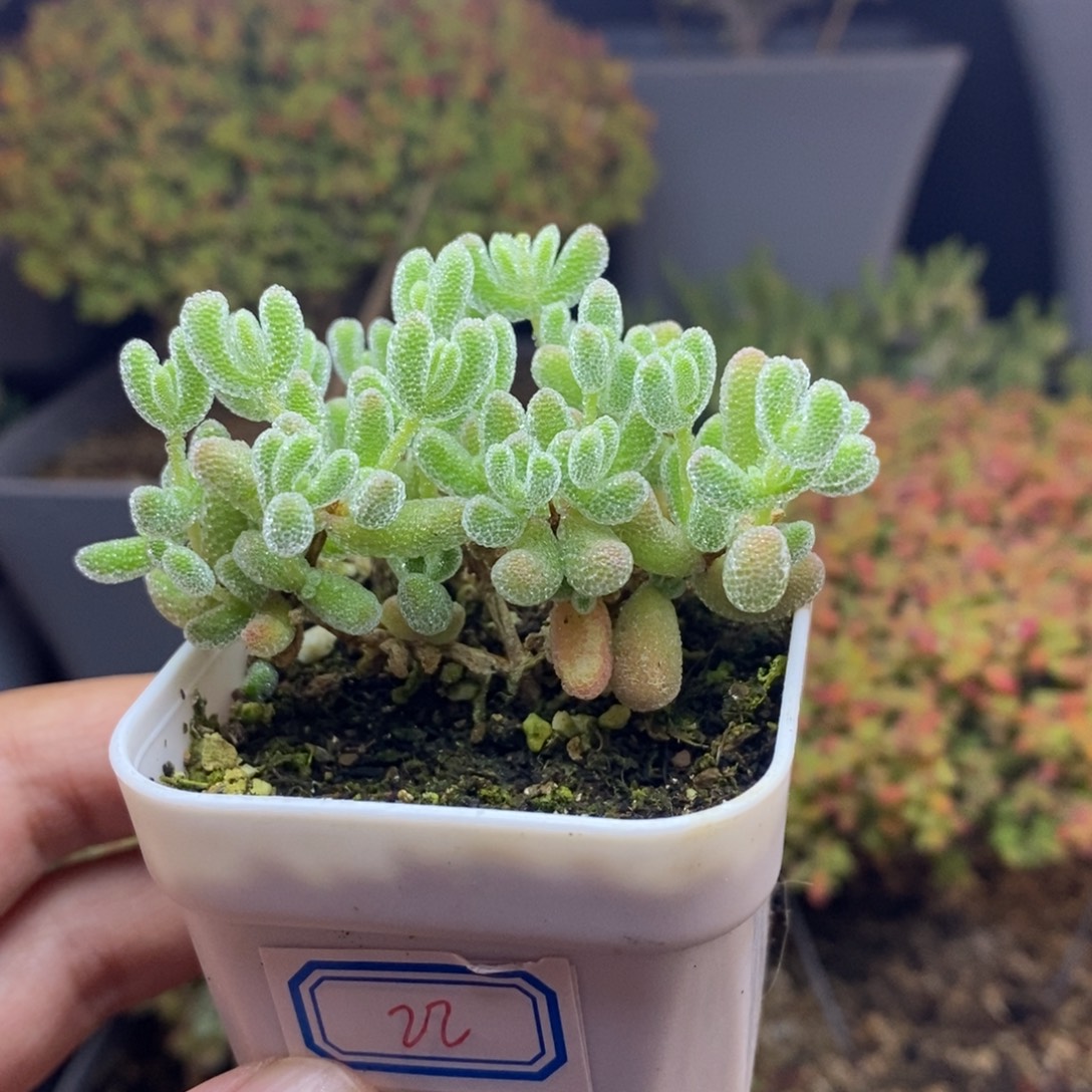 无花朵22号优选冰晶枝干