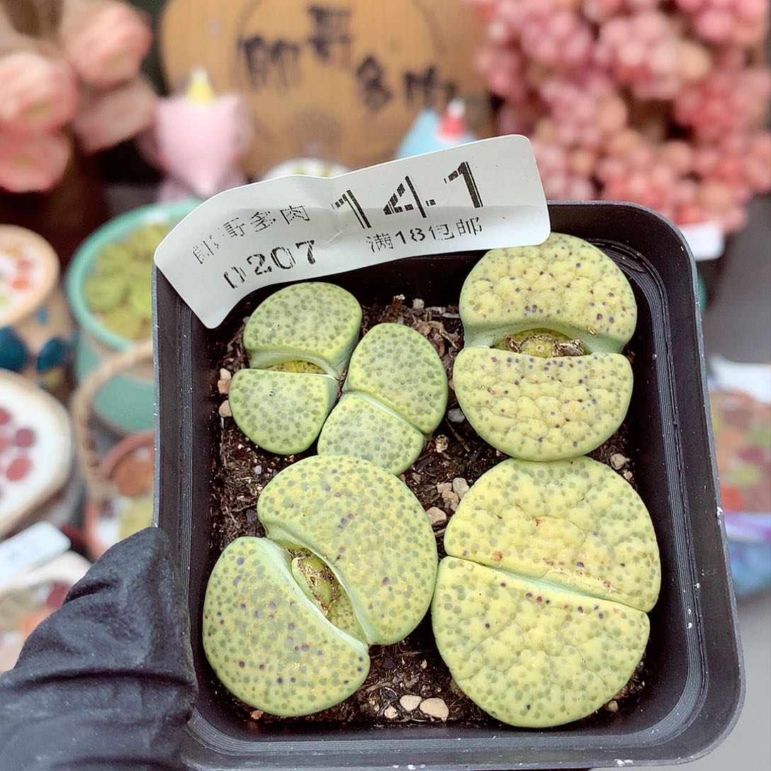生石花满18包邮7-141