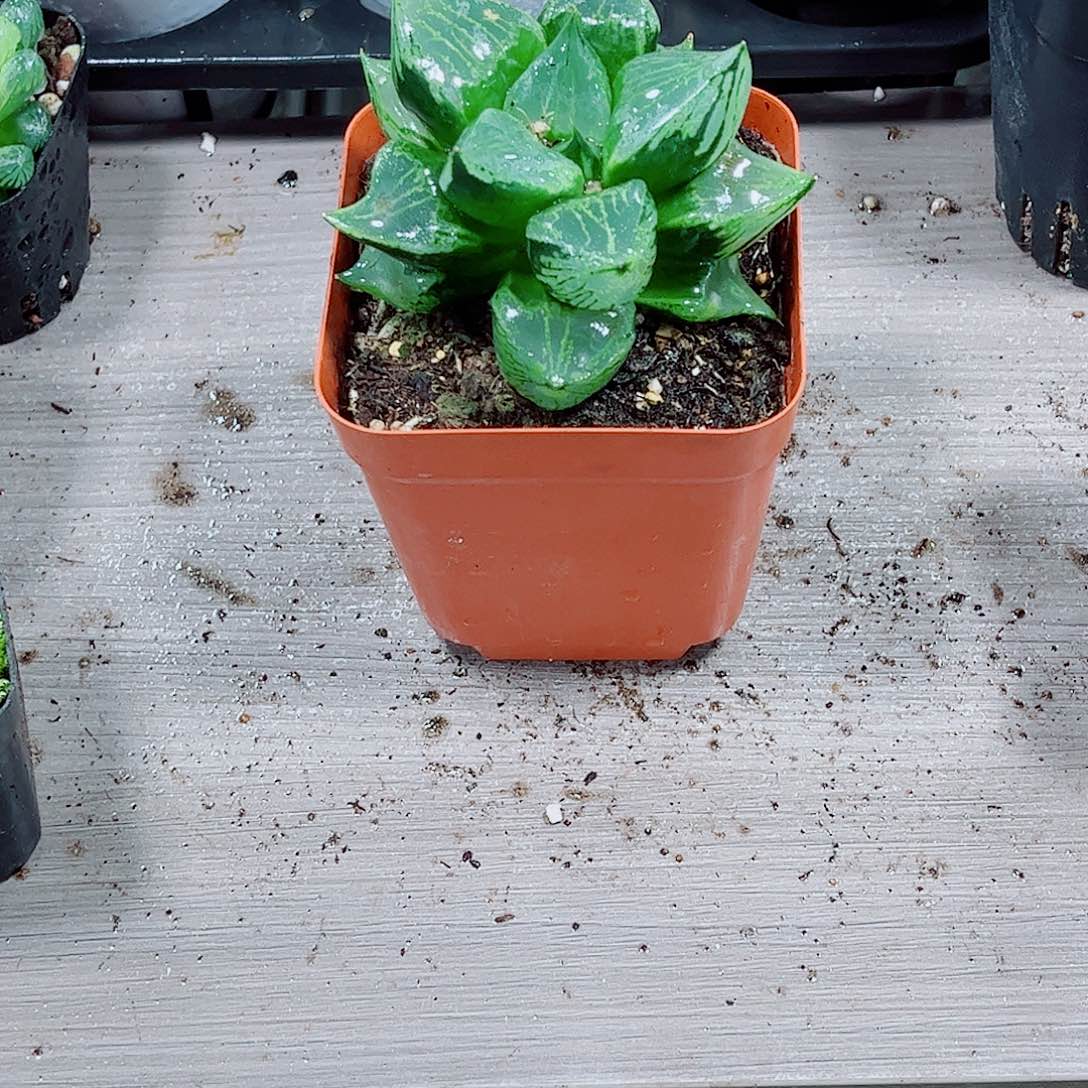 裹般若玉露一勿一拍