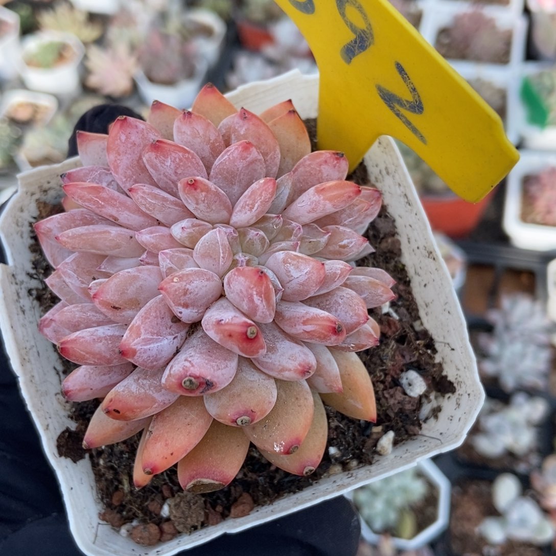 892橙子缀多肉植物