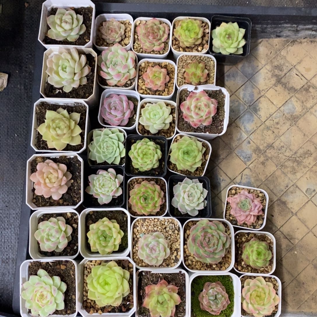 精品多肉一物一拍不包整300