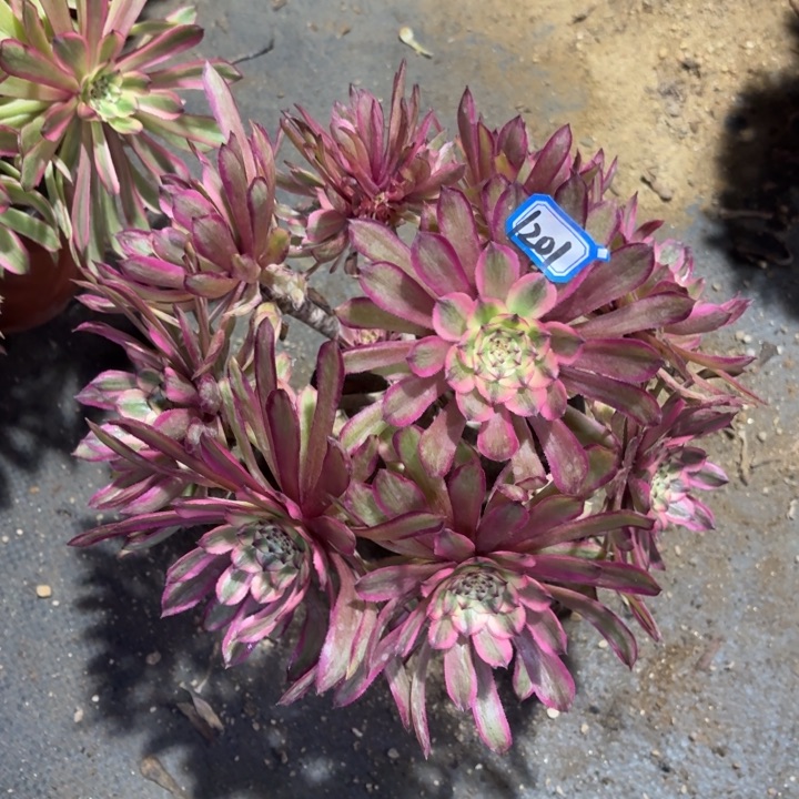 粉初恋丛林朵1201