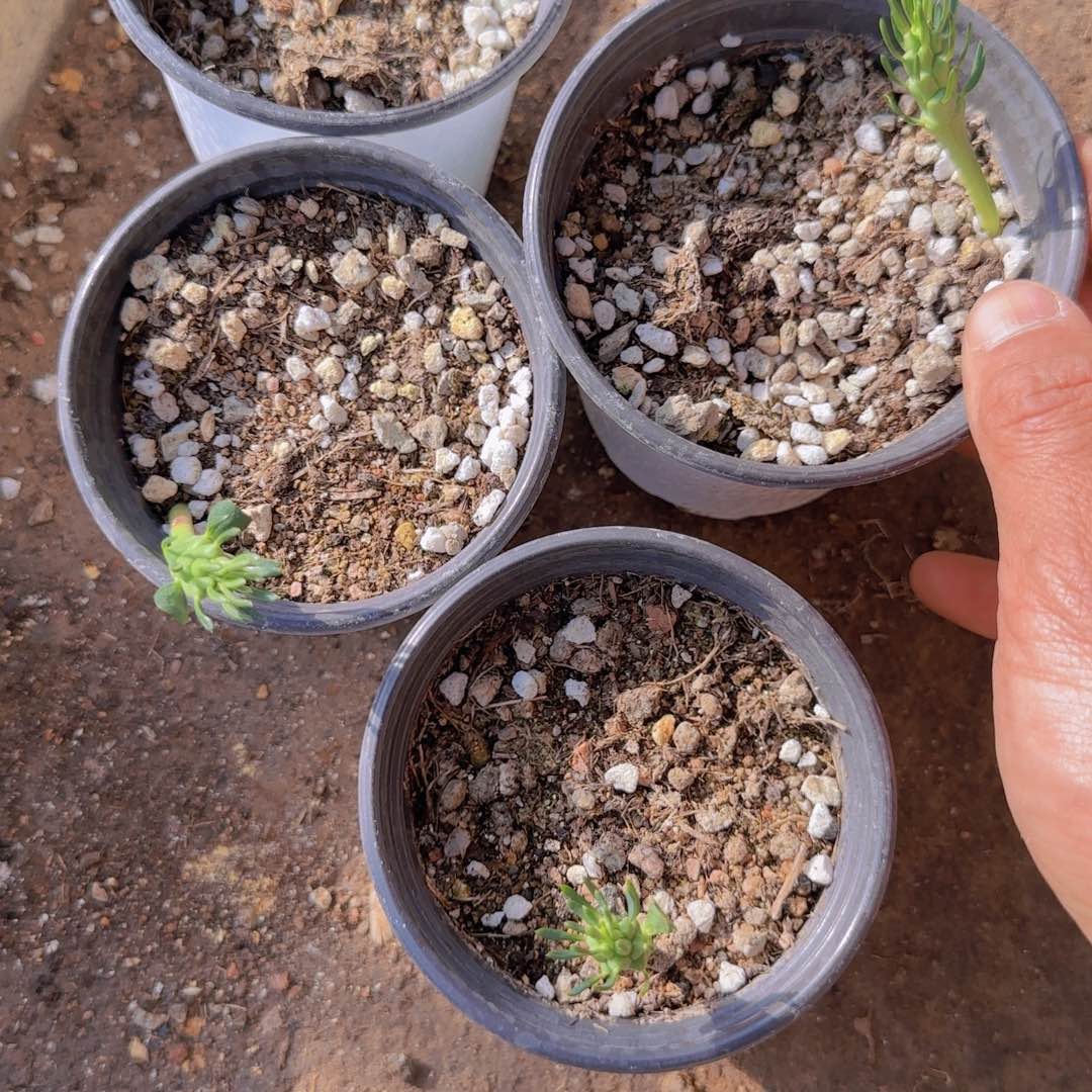 M***n块根植物块根植物