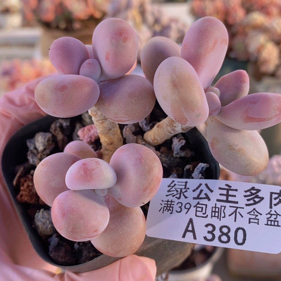 腰子桃蛋6cm380多肉植物