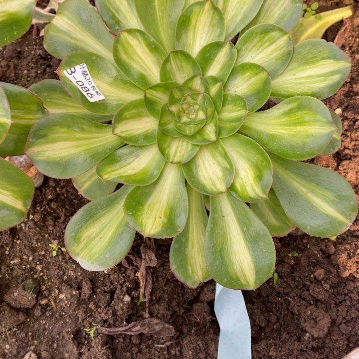 活***好86艳资中班多肉11344678多肉