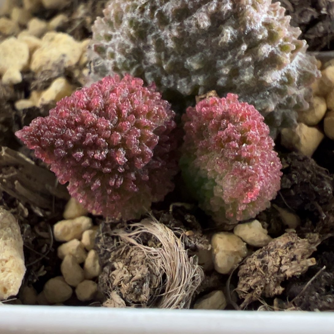 毛球新品多肉植物