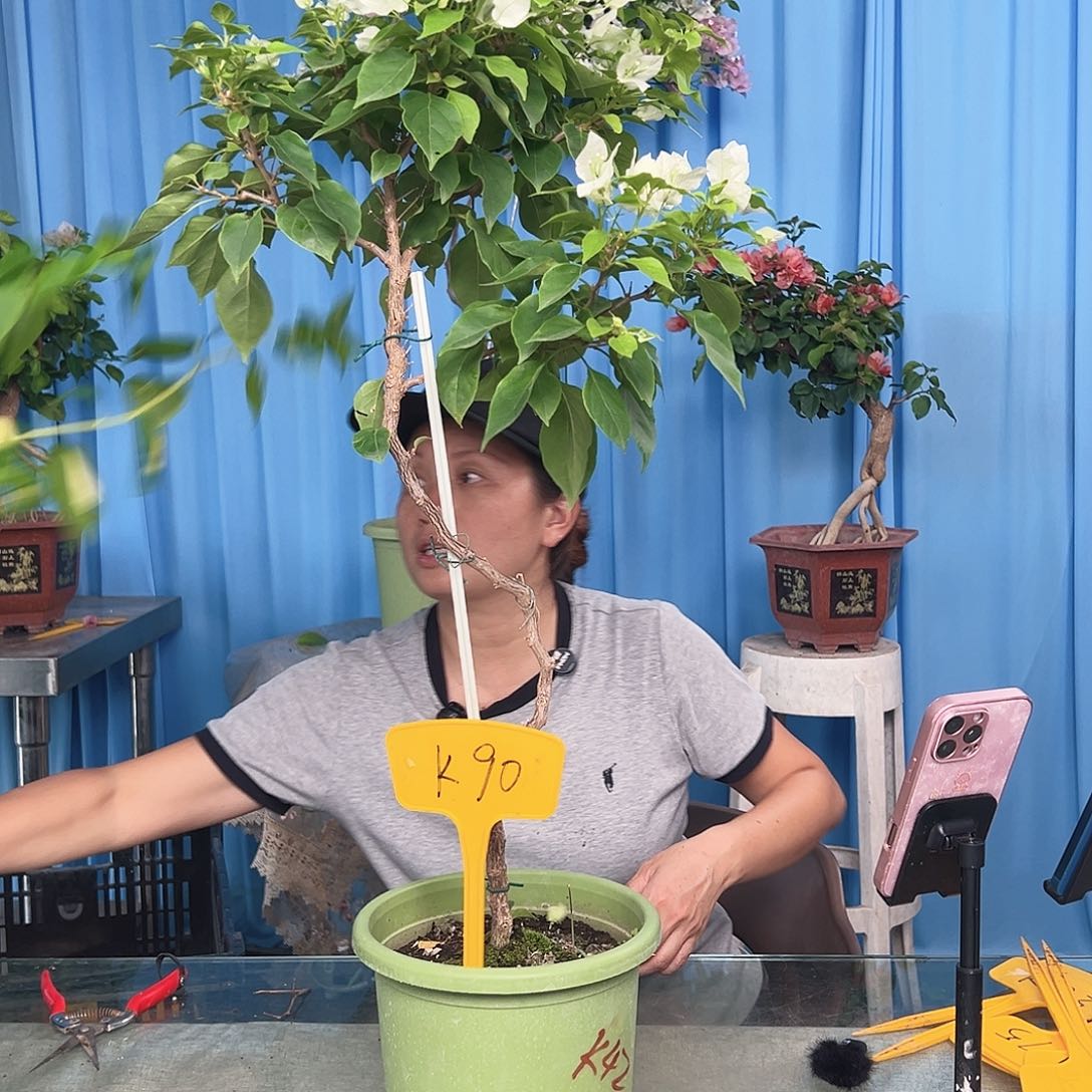 夏***风当前无花栽培后可以开花K90白狐狸