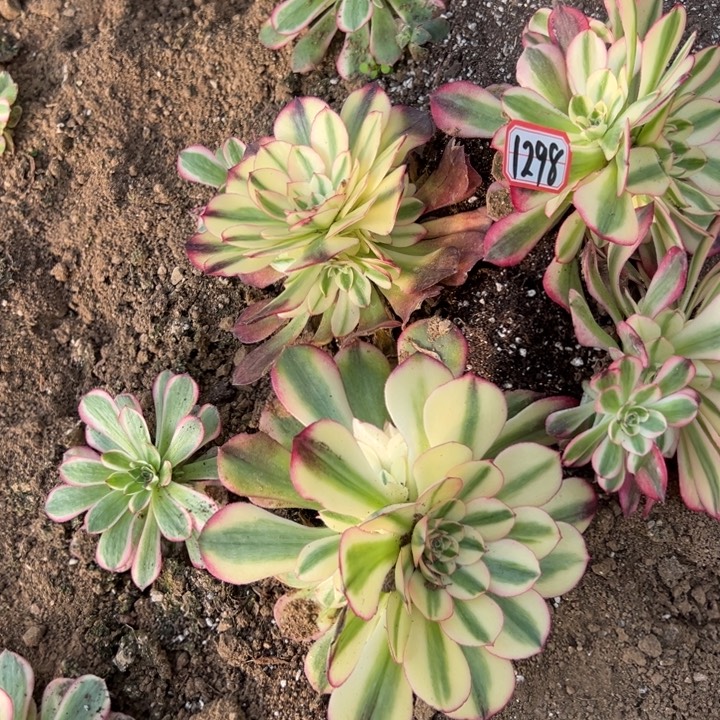 多肉植物1298不售后
