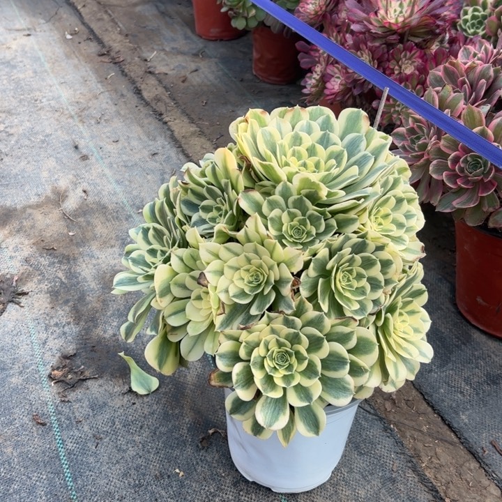 45绿豆沙多肉多肉多肉多肉