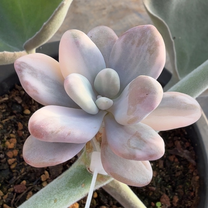 白桃蛋锦拉丝锦多肉锦