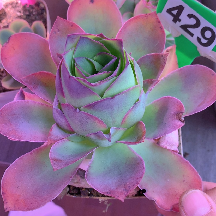 【闪购商品】yjj429帕梅母本