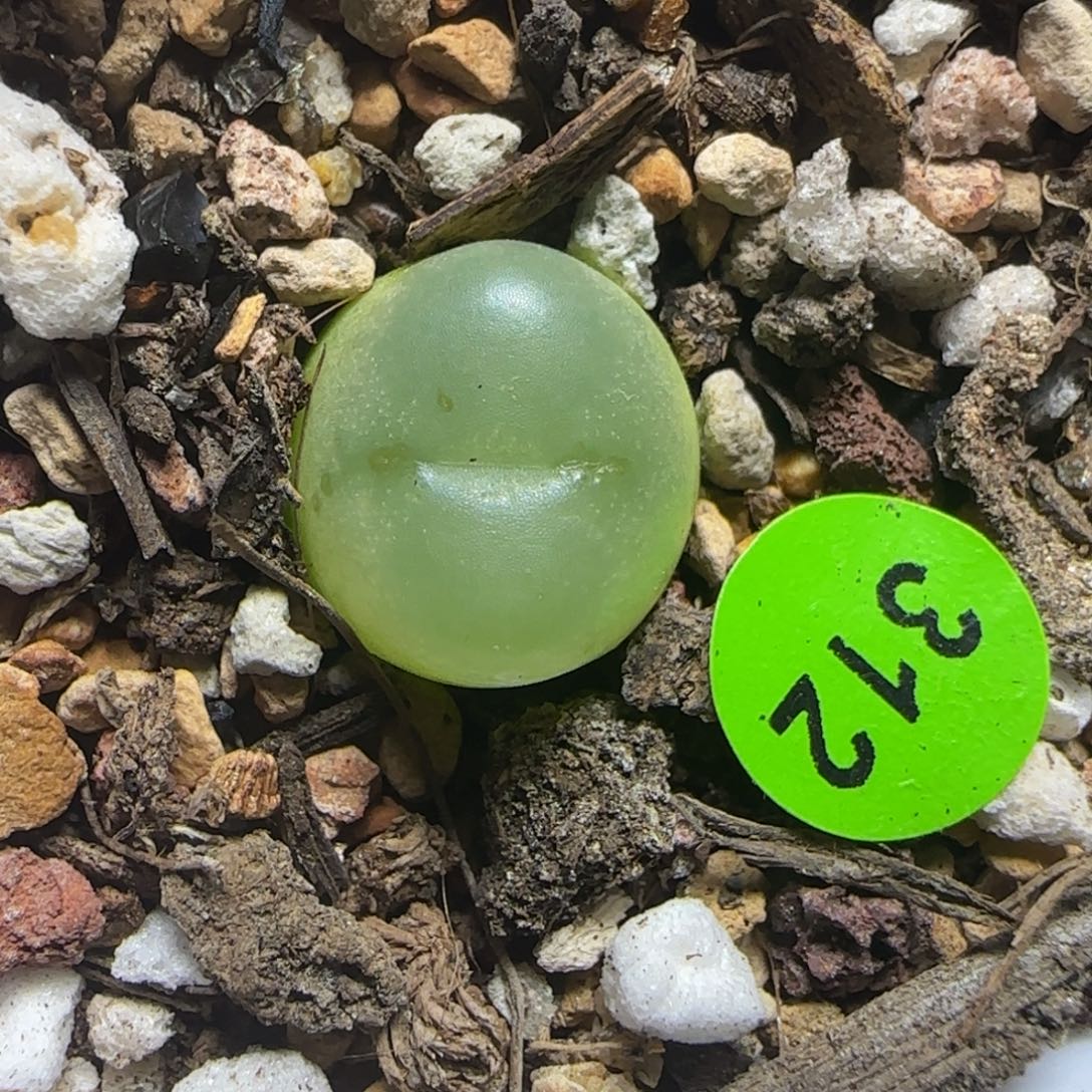 拉登1.2+多肉植物312