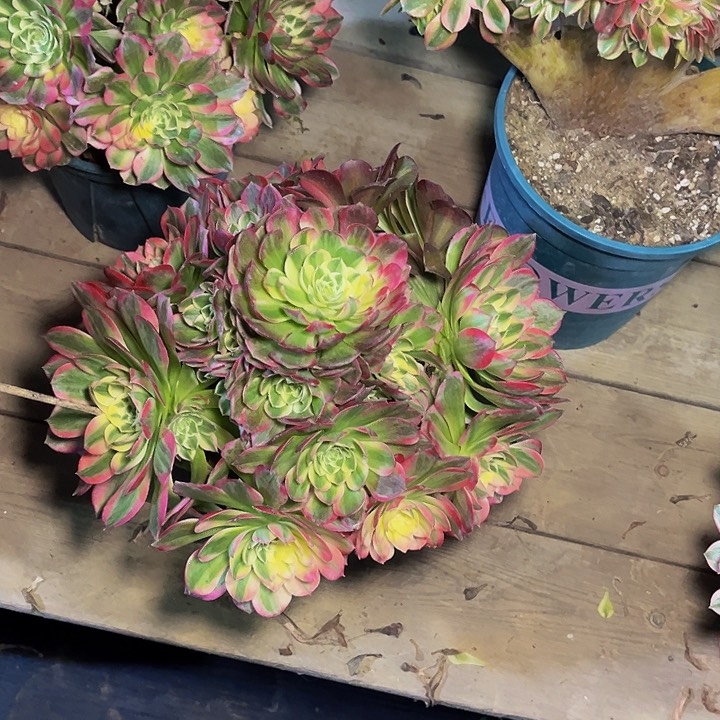 海王海王海王004