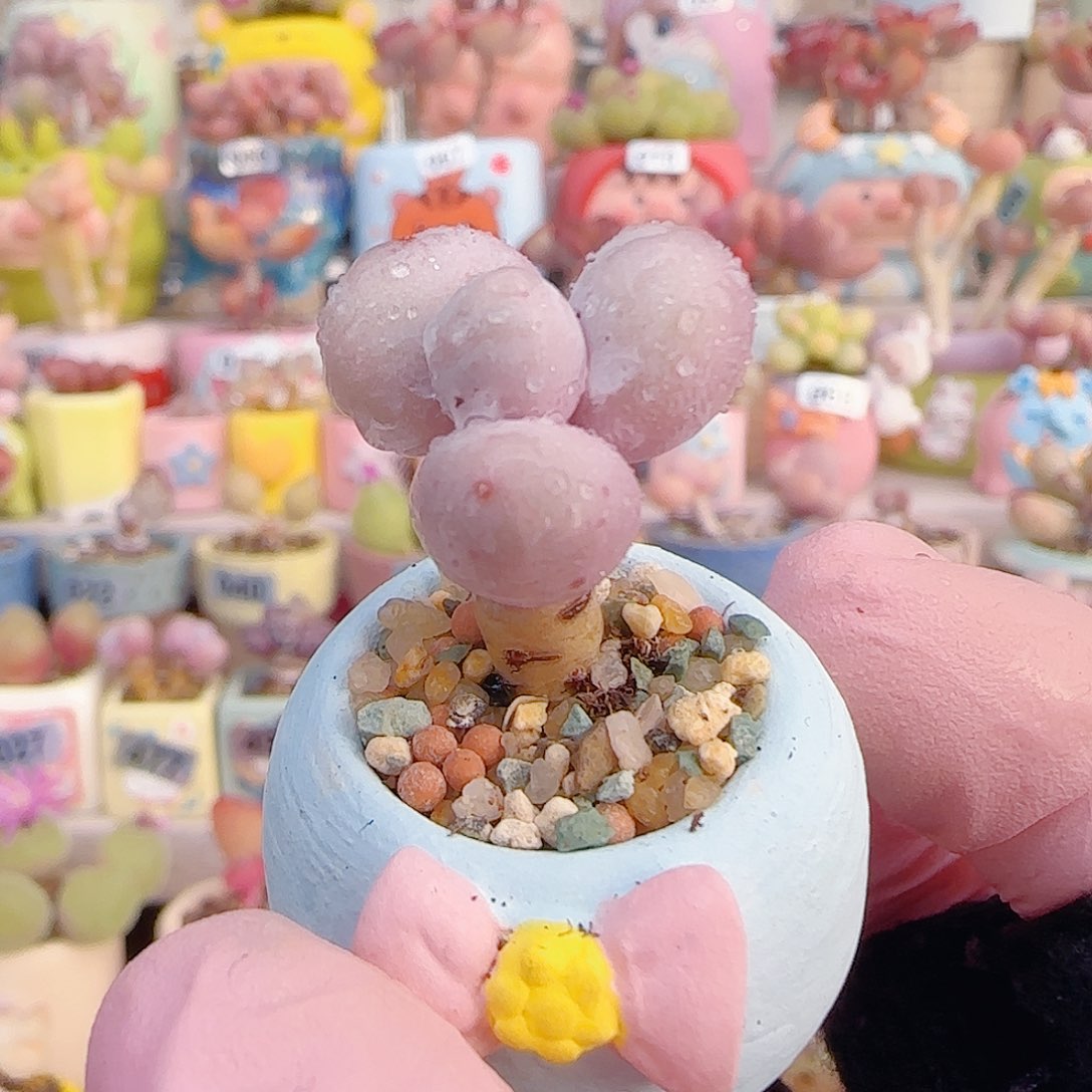  L 小蛋黄奶 盆口2.5cm