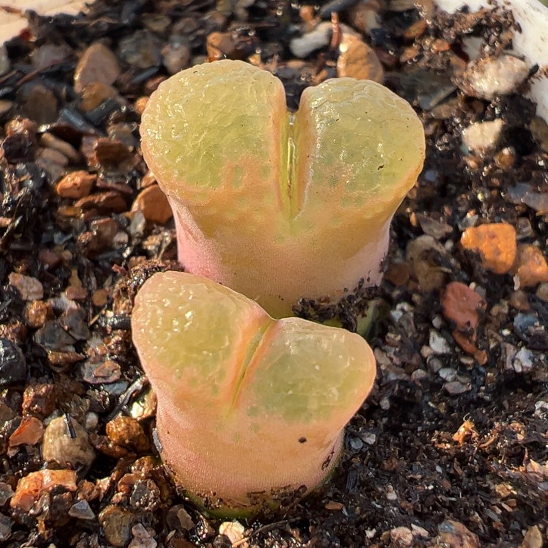 152多肉植物种类多样