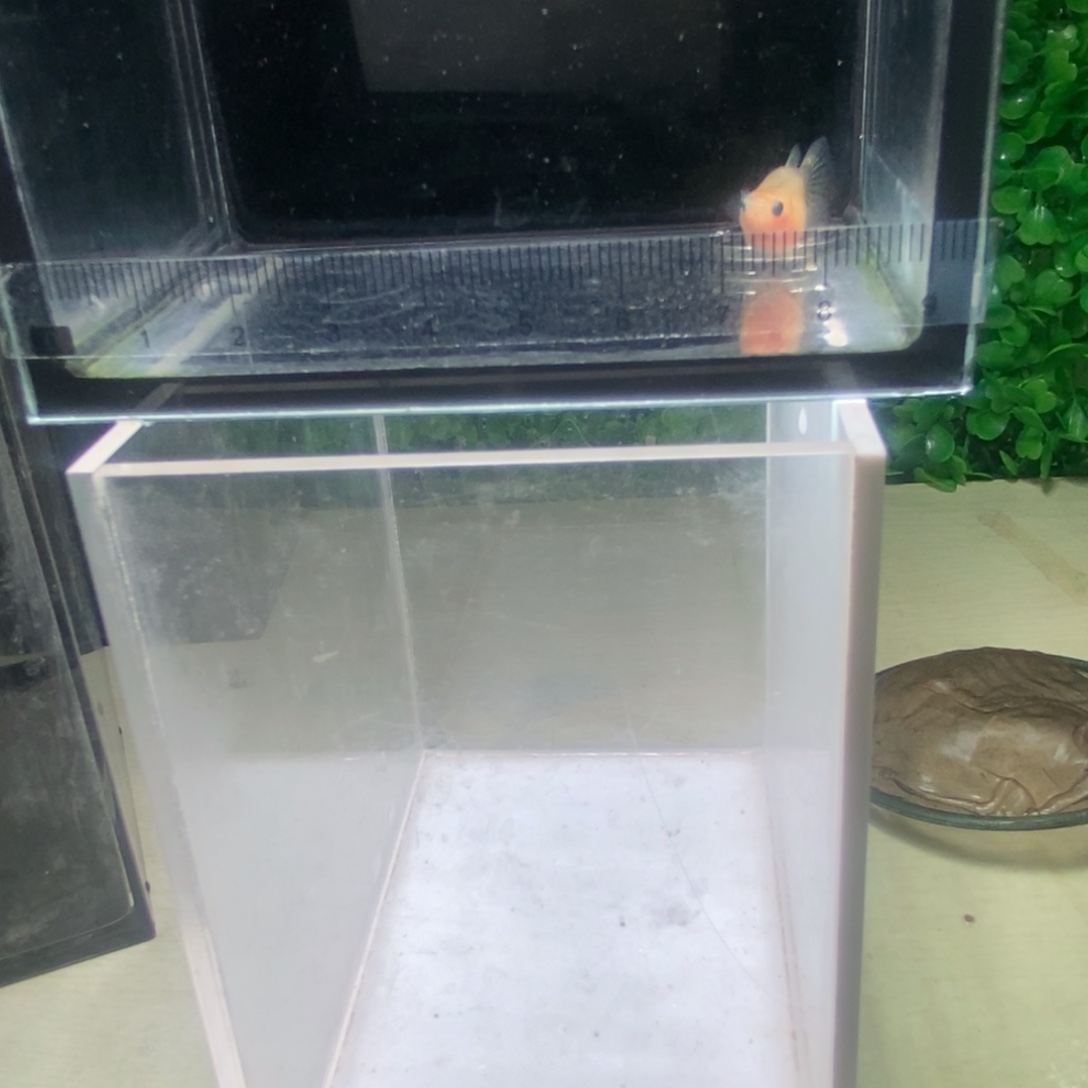 孔雀鱼蕾丝玻璃猫球体一对