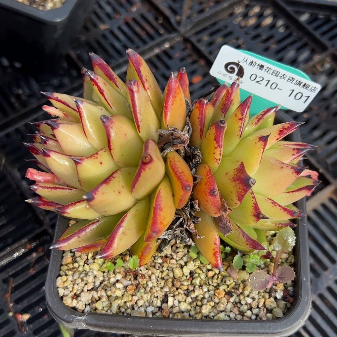 从前慢多肉精选编号0210.101