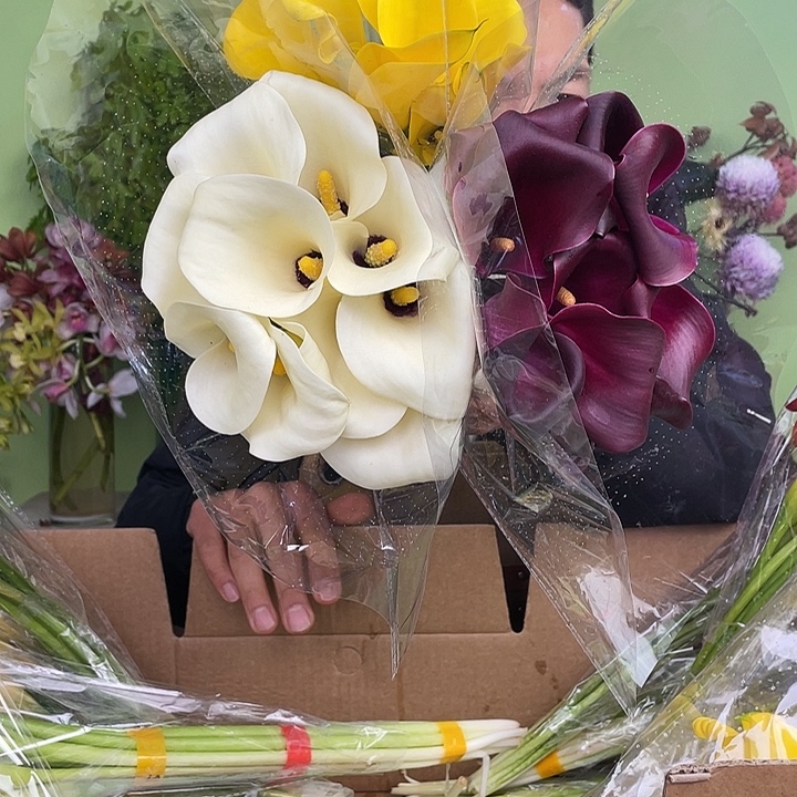 完全开放7号马蹄莲3把25支