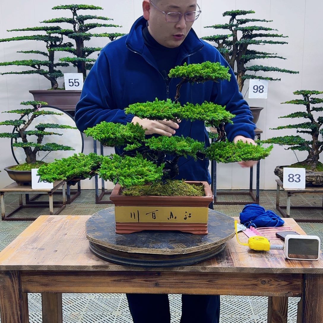 无花朵柏树造型盆景