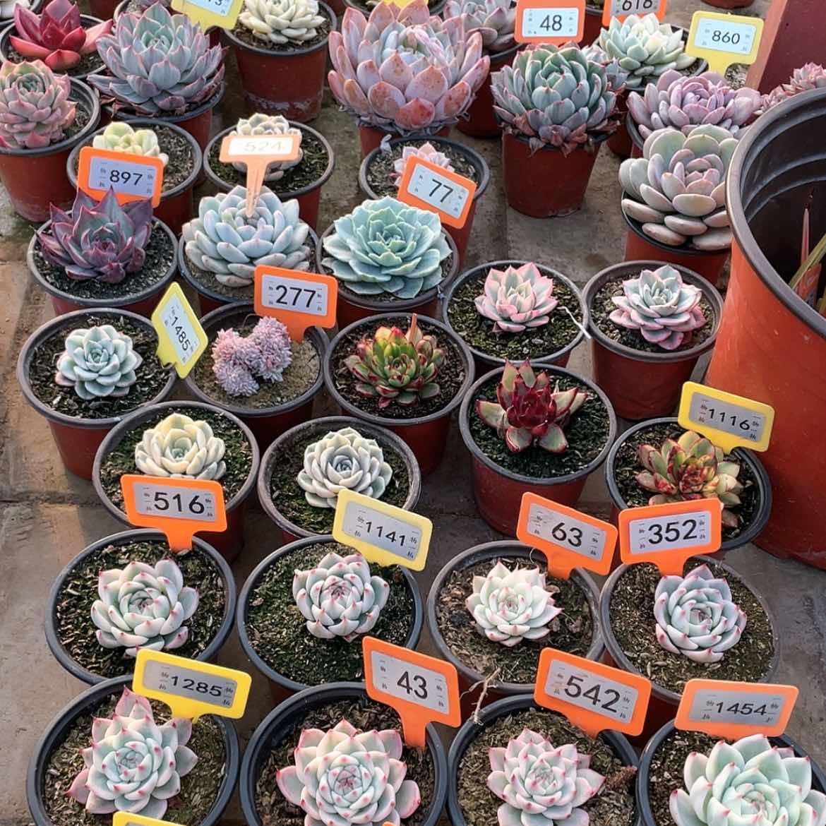 【闪购商品】1285号