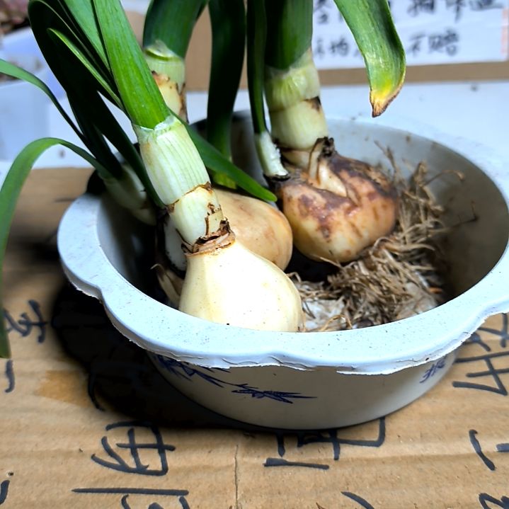 满6元包邮，水仙一颗