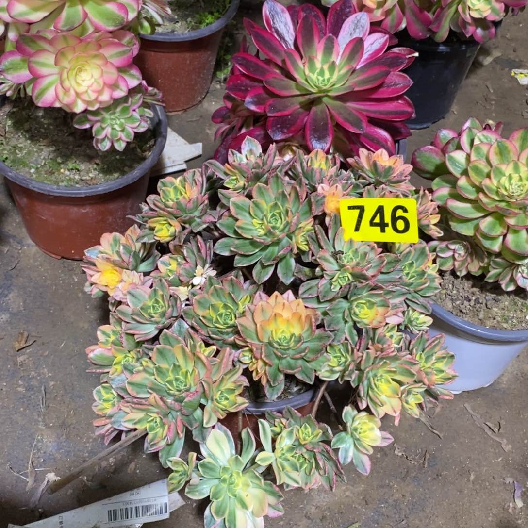 甜茶多肉法师746