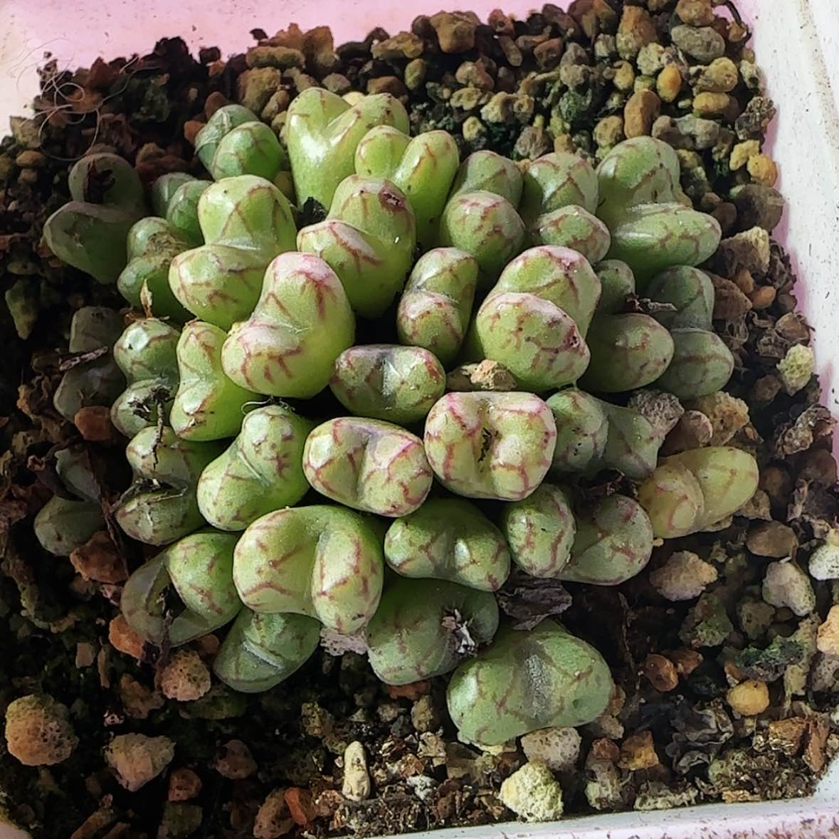 【闪购商品】小飞123456