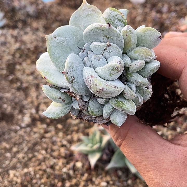 黔***段塞丽娜粗桩福利粗桩