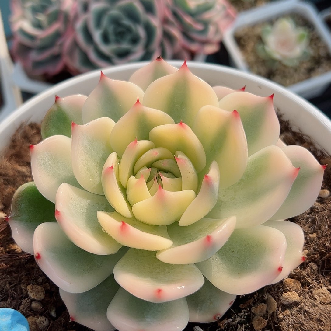 吉娃娃锦，宽叶宽覆轮锦