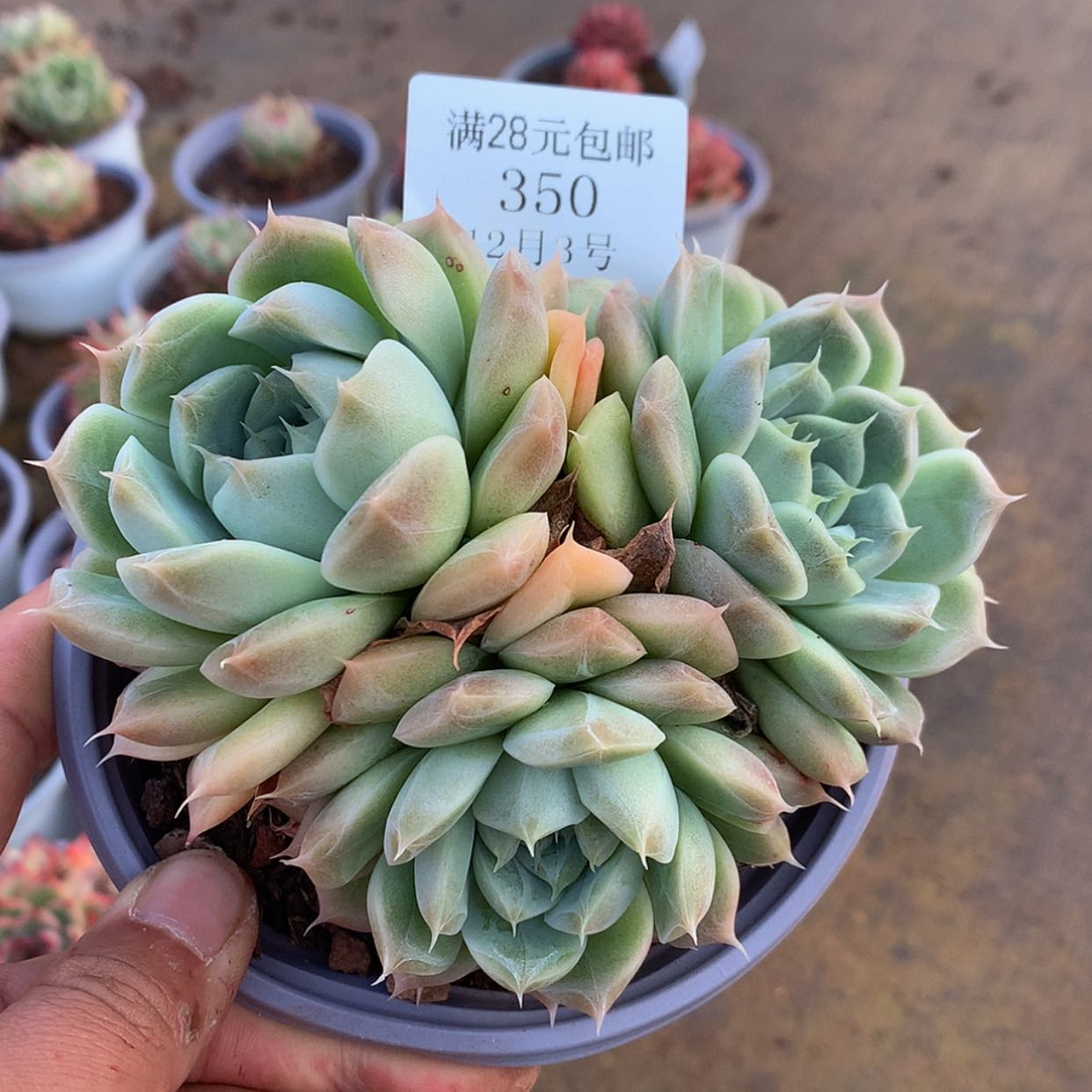 【闪购商品】云350号