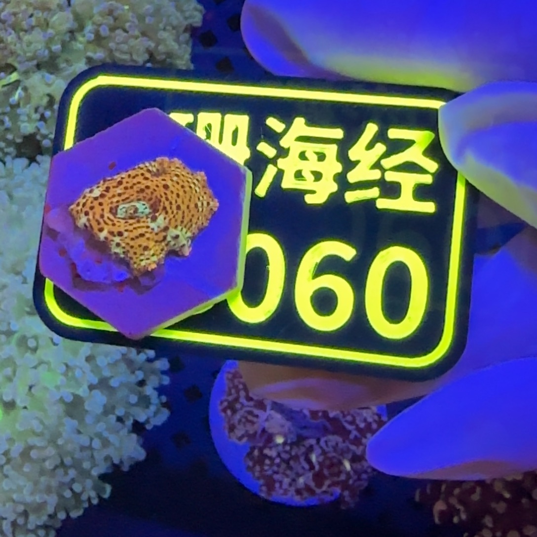 6***鱼纽扣珊瑚晓晓不包邮菇C060