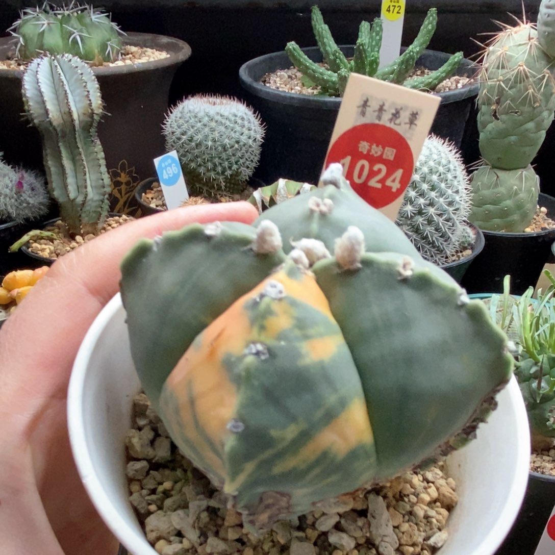实生四角龟甲鸾凤玉锦4.4cm侧面有疤