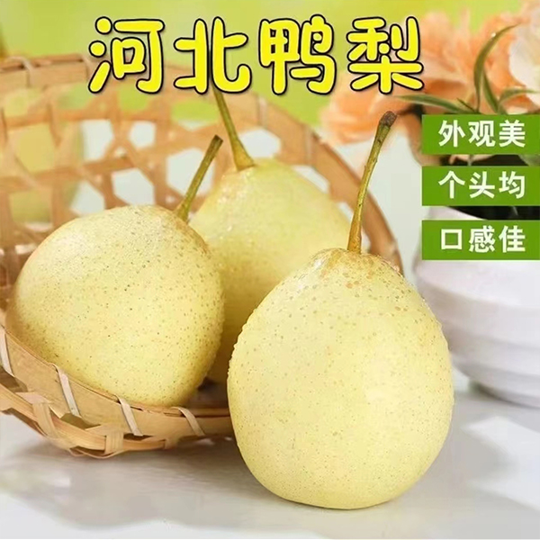 驸鲜翁河北水晶梨鸭梨梨之乡产地直发酸酸甜甜汁水超多