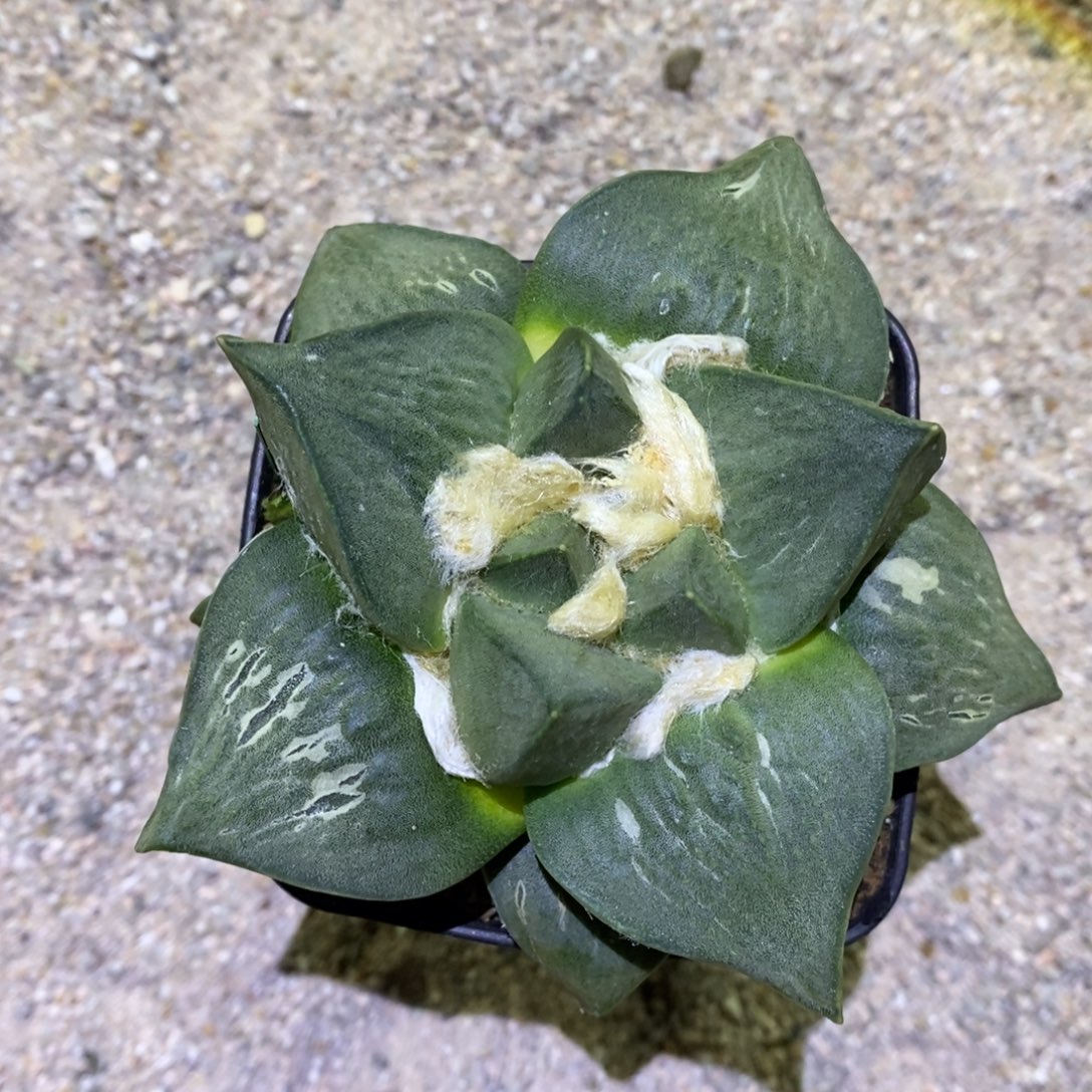 林****实生玉牡丹福利福利