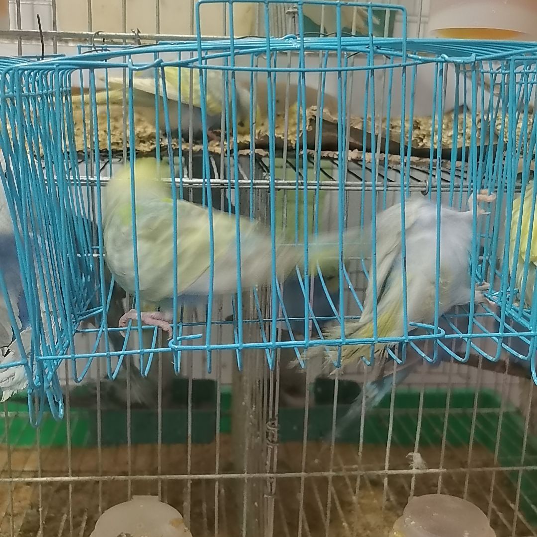 虎皮鹦鹉安安1688888