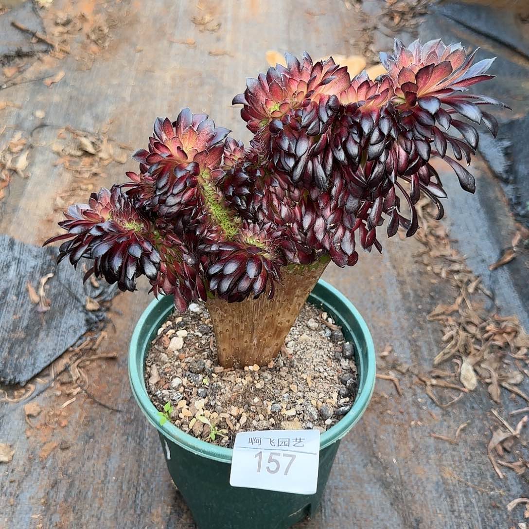 老**的157多肉 墨颜缀化法师